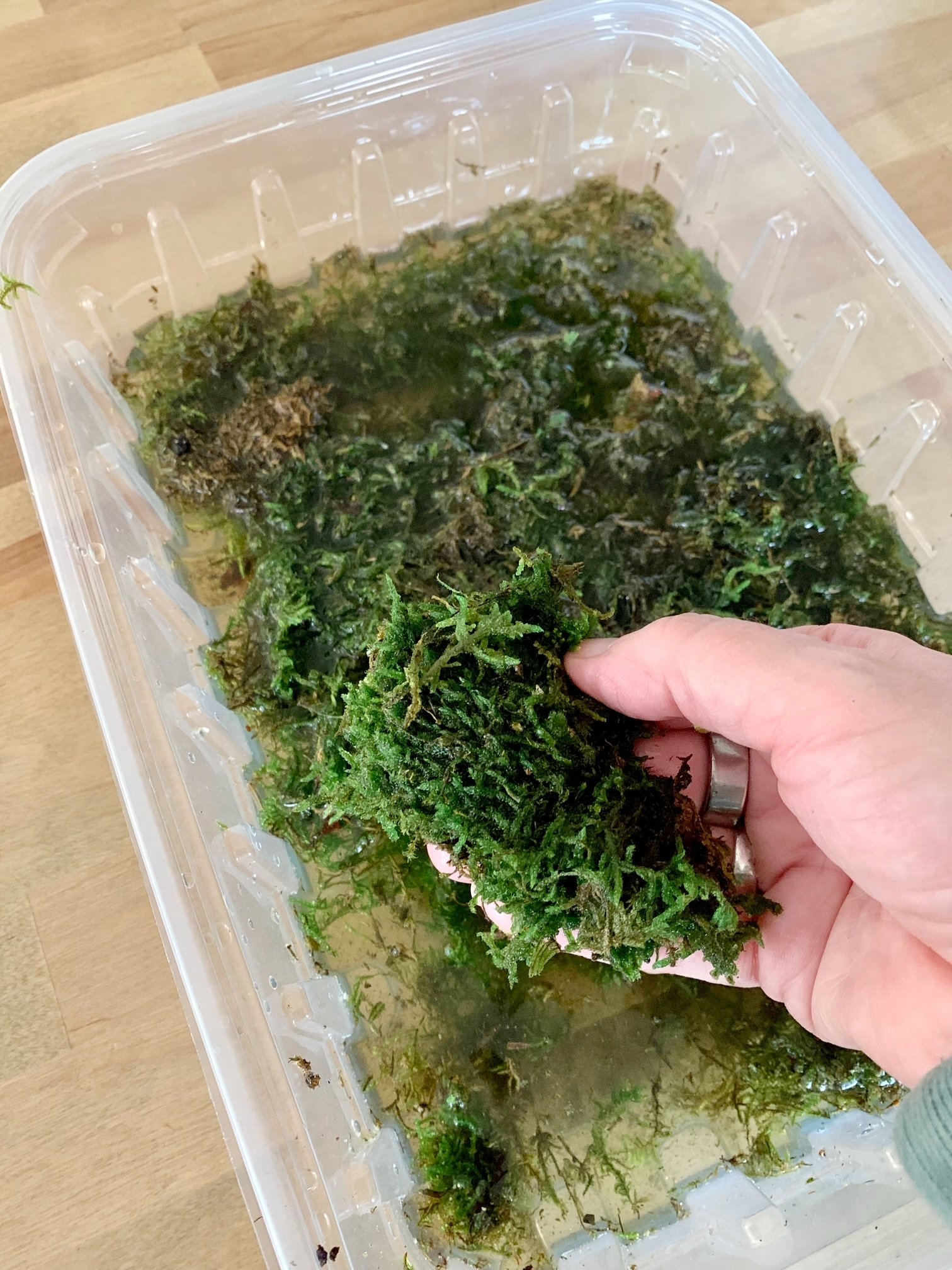 Soaking sheet moss in a plastic tub.