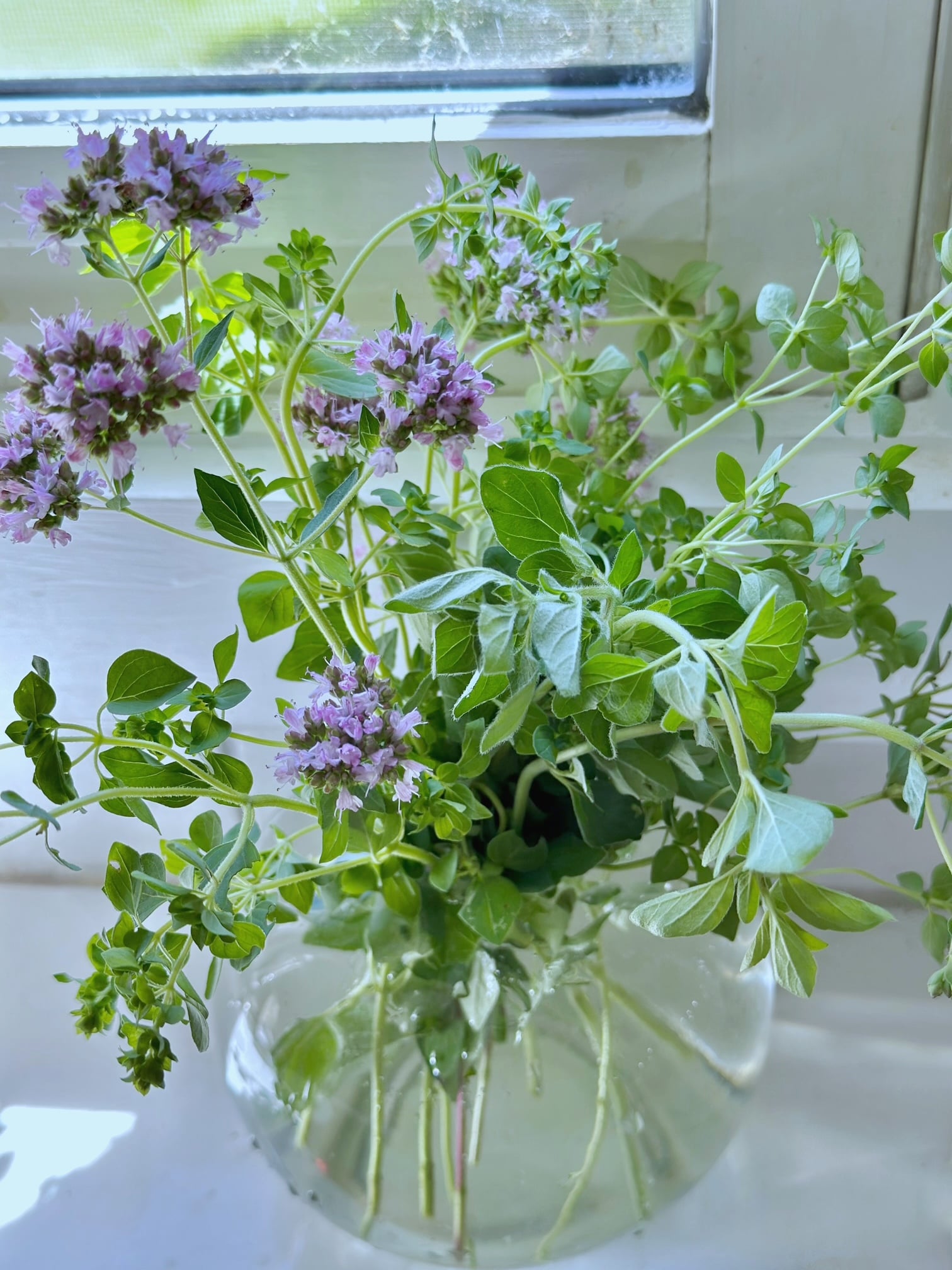 Oregano stems and flowers in a glass bubble vase taking up water.