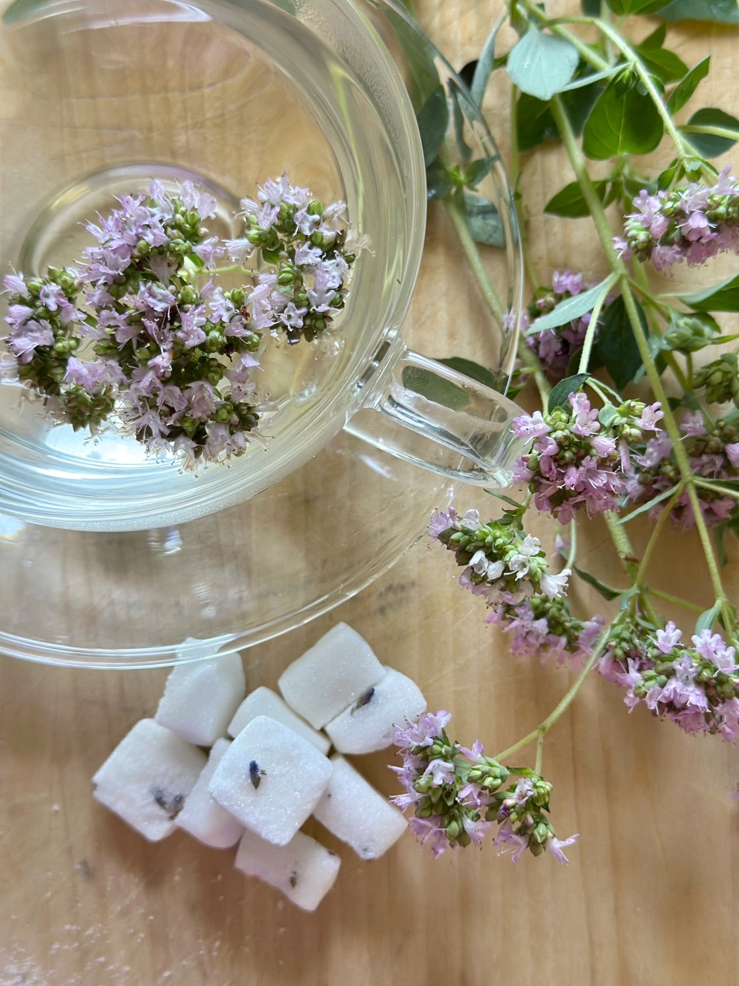 Oregano tea with lavender sugar cubes.