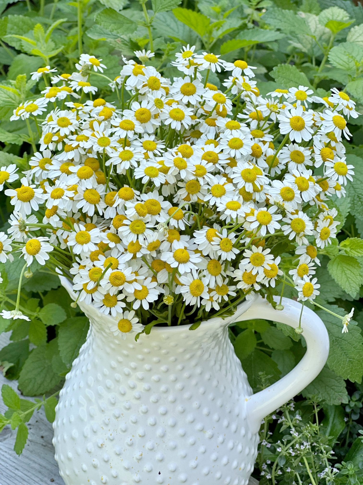 A white pitcher filled with chamomile flowers. 