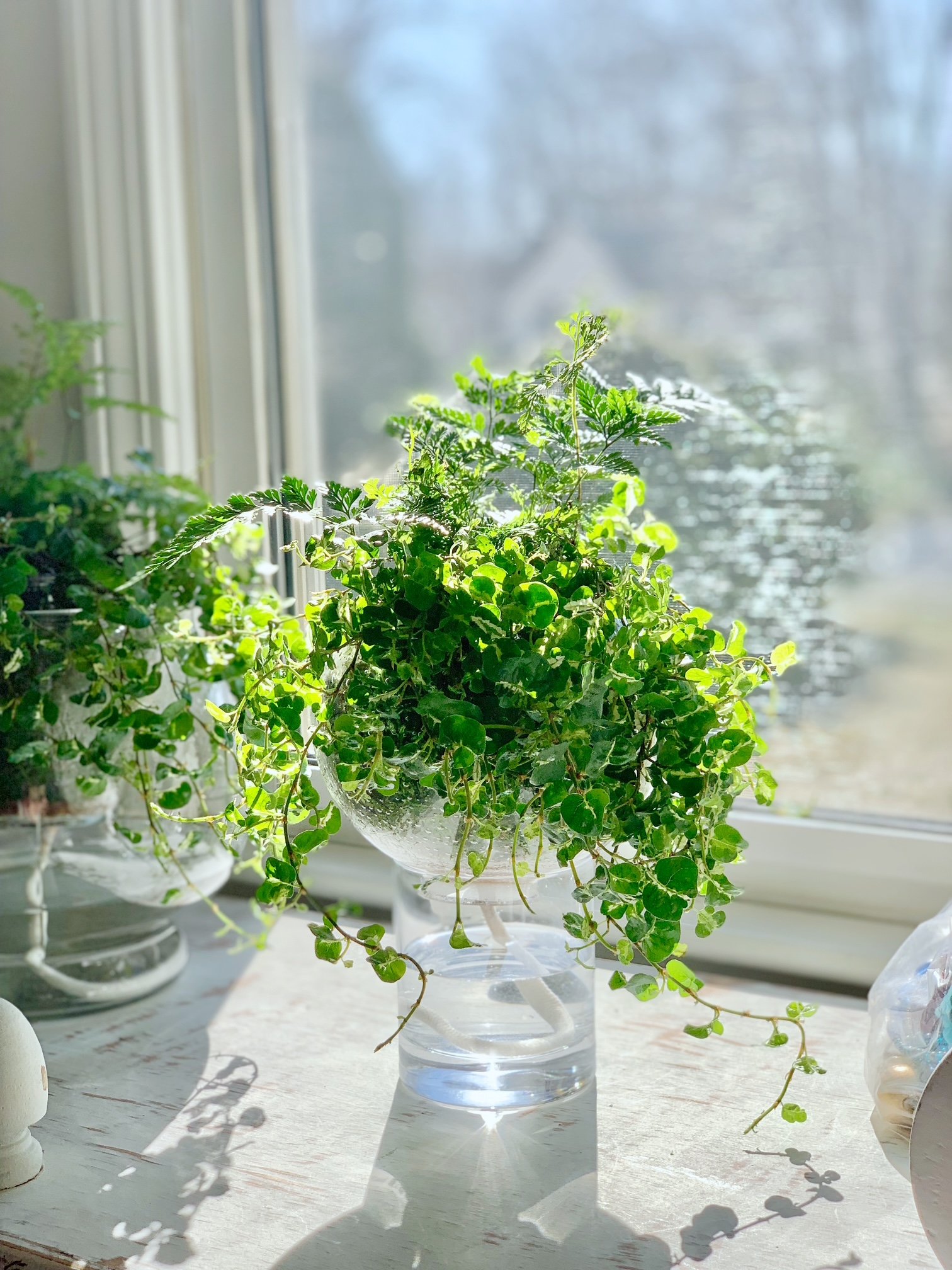 A single round globe with a vase made into a glass self watering planter.
