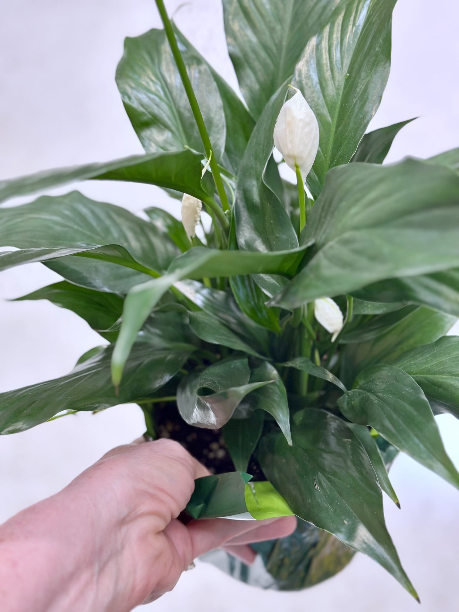 A small table top variety of peace lily plant. 