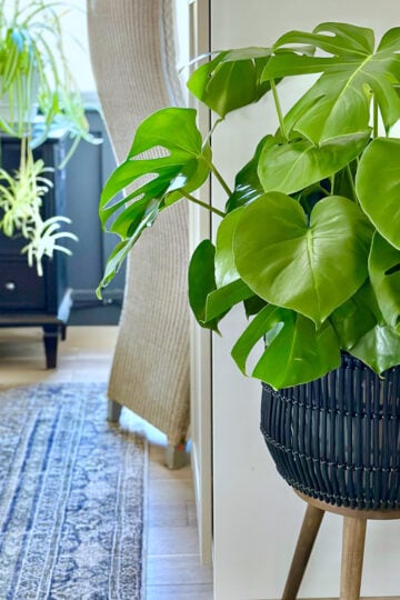 A thriving monstera in black basket with a spider plant in the background.