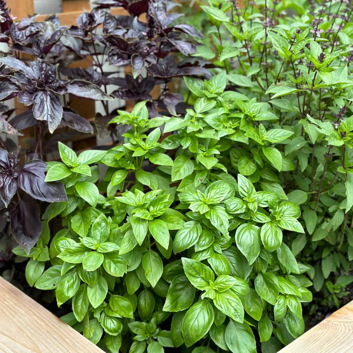 Basils thriving in a raised bed herb garden.