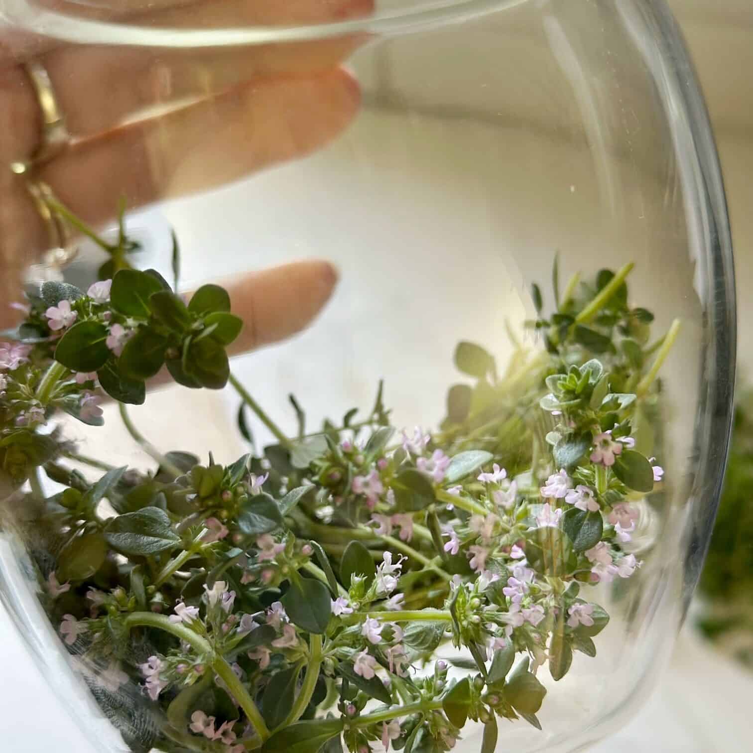 Thyme stems in a jar. 