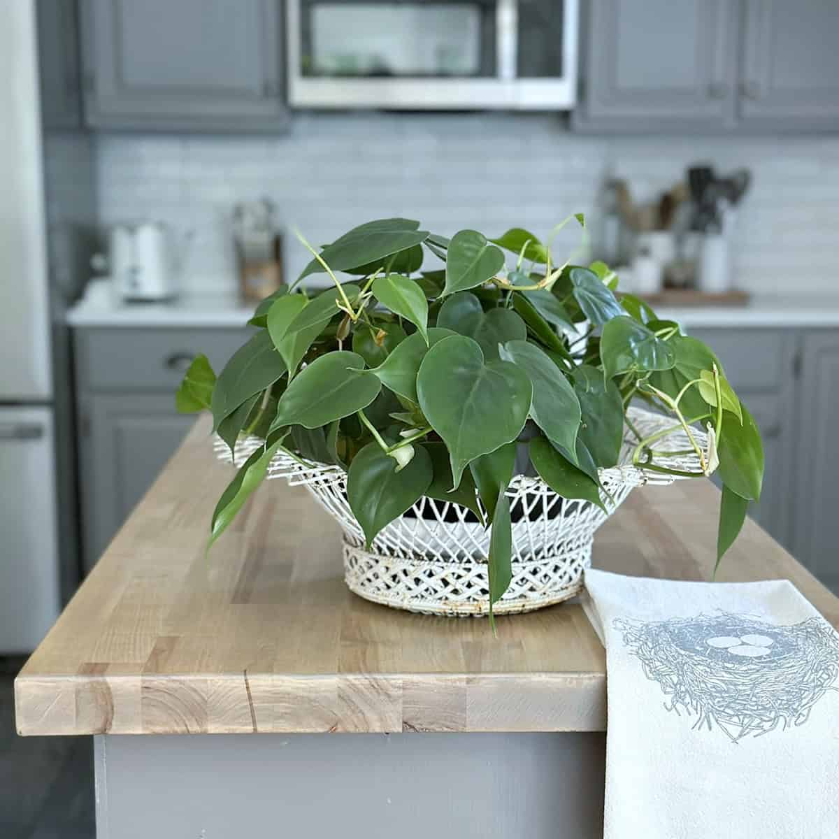 Plant on the end of the kitchen island with cabinets in the background. 