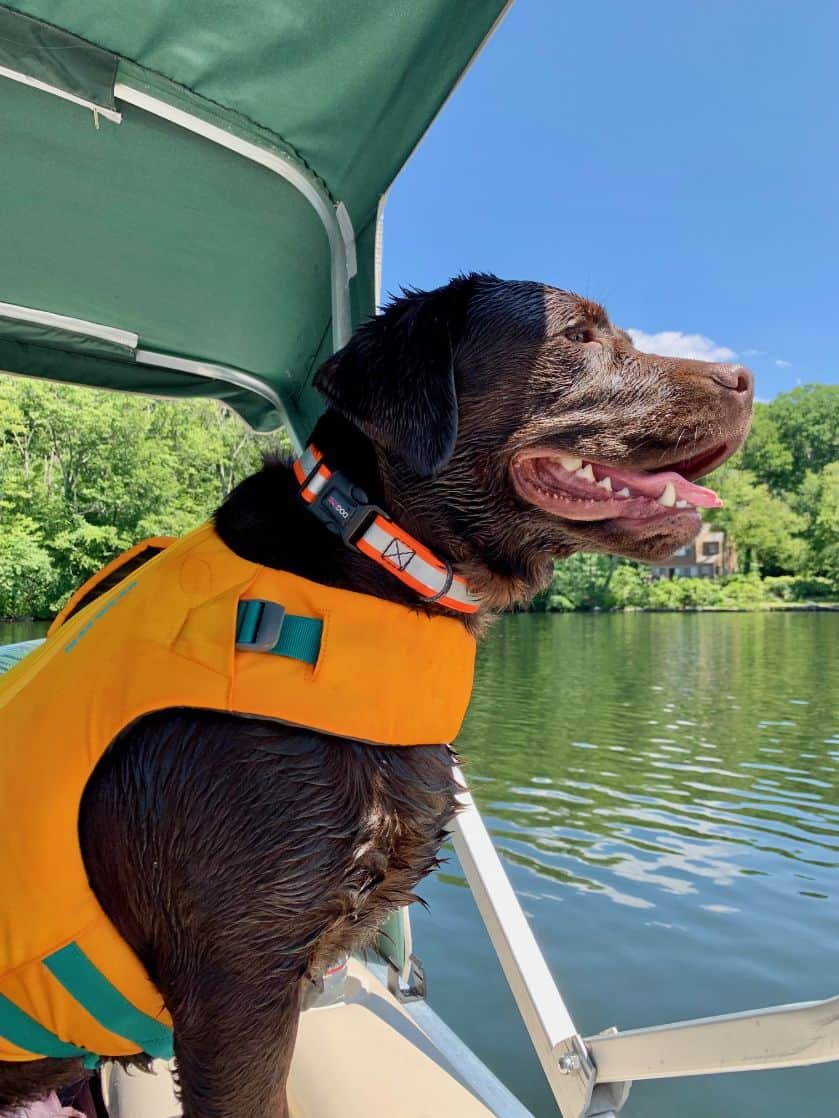 my dog Allie on the pontoon.