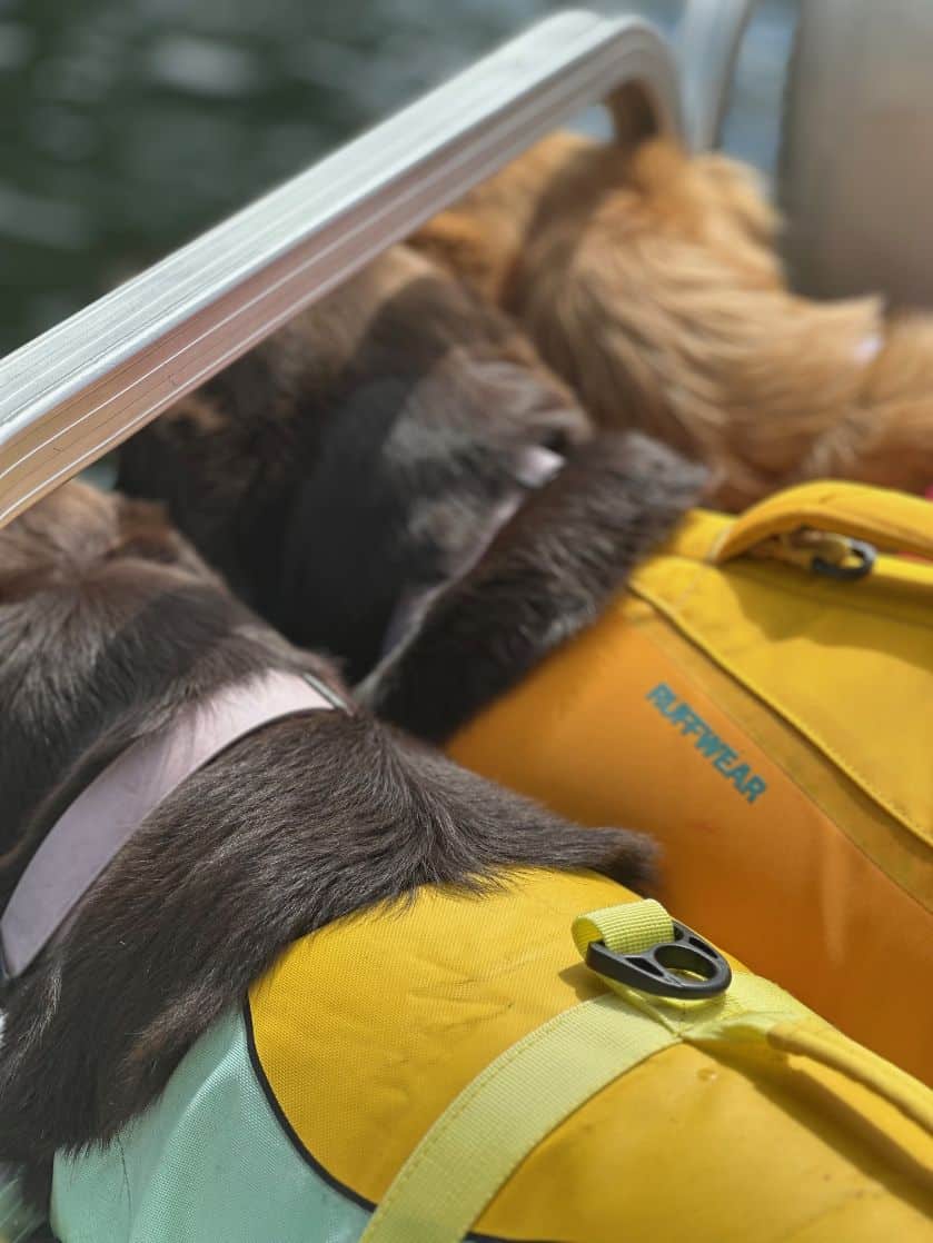 3 dogs on the pontoon waiting to jump.