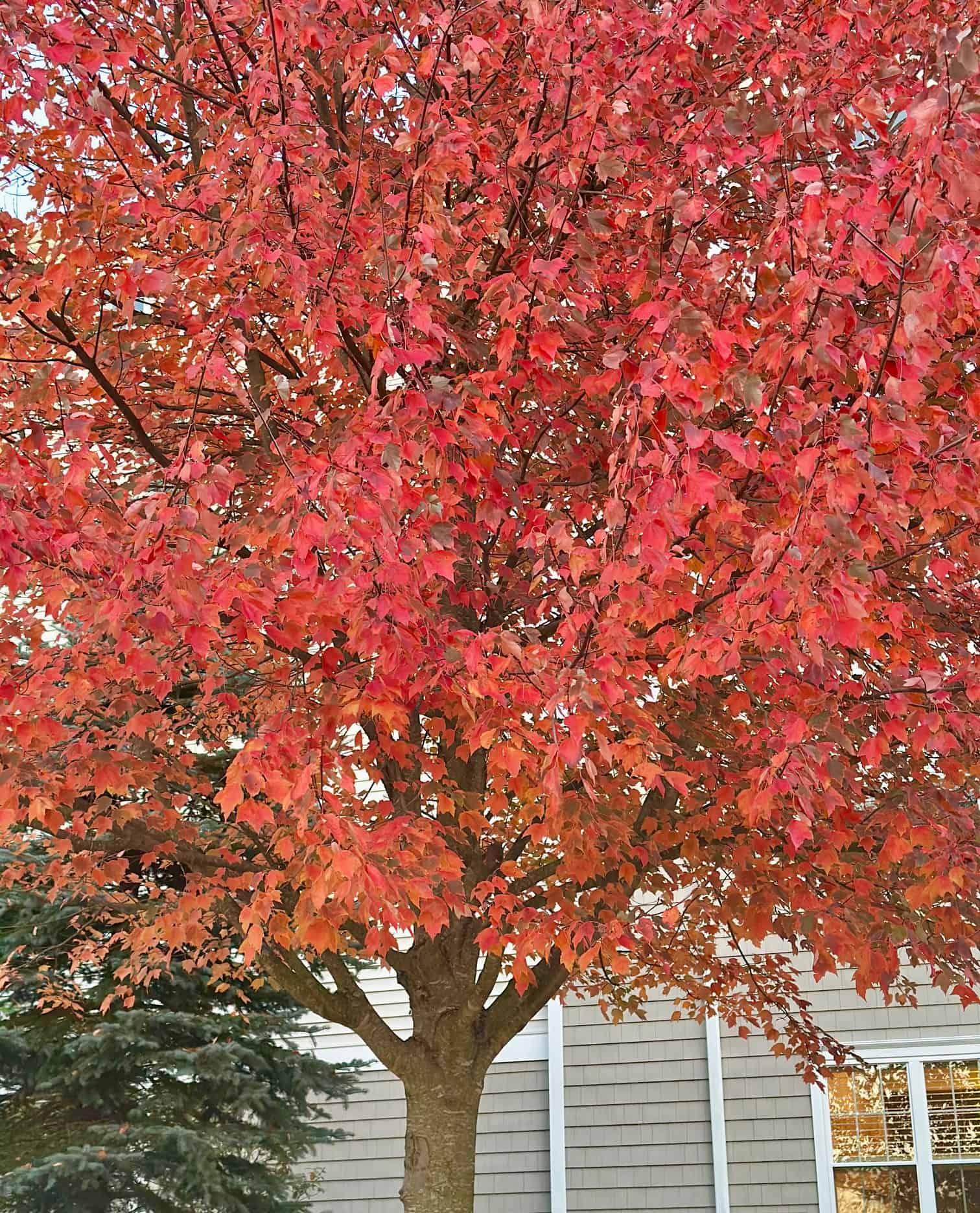 A big bright red tree - its stunning!