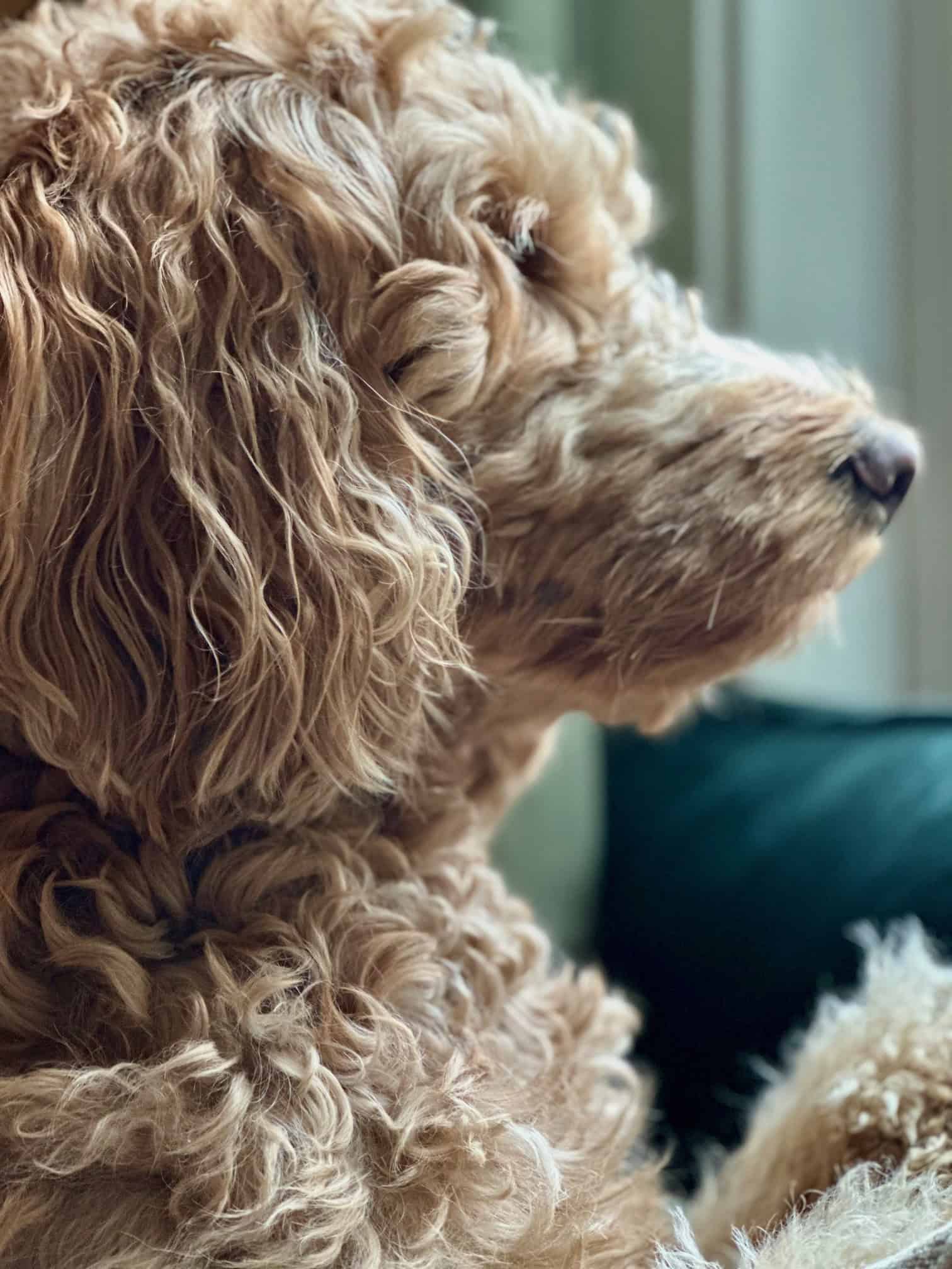 My grandpup Piper - a sweet goldendoodle.