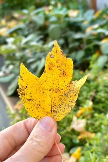 Me holding a leave in front of my herb bed. Time to get my herb garden ready for winter.