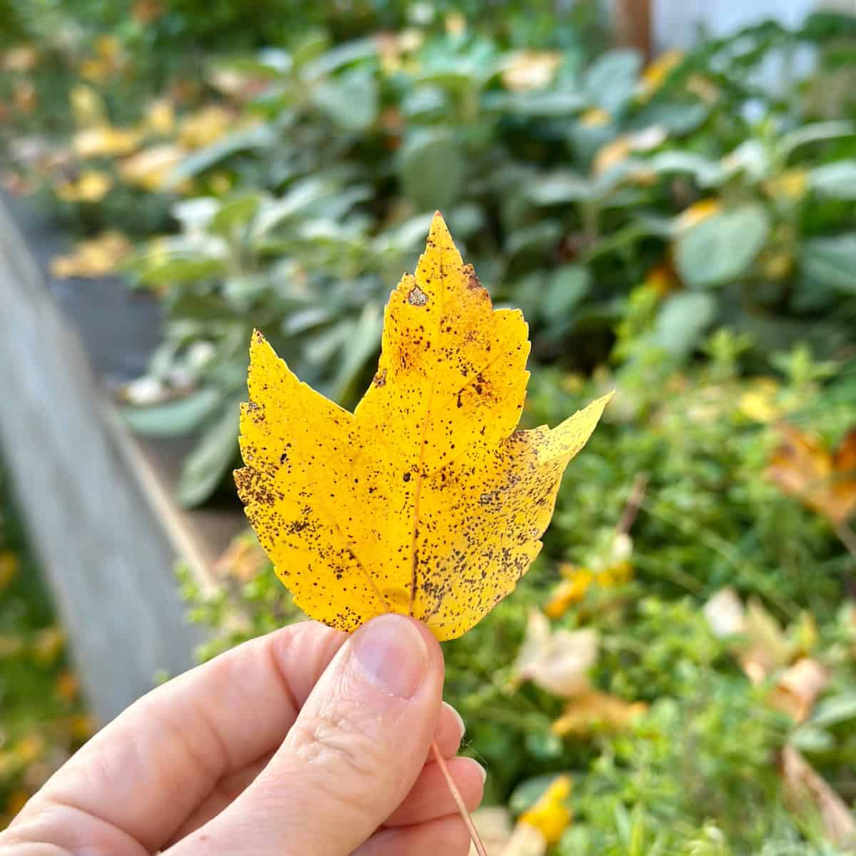 How I Got My Herb Garden Ready for Winter in Just 30 Minutes