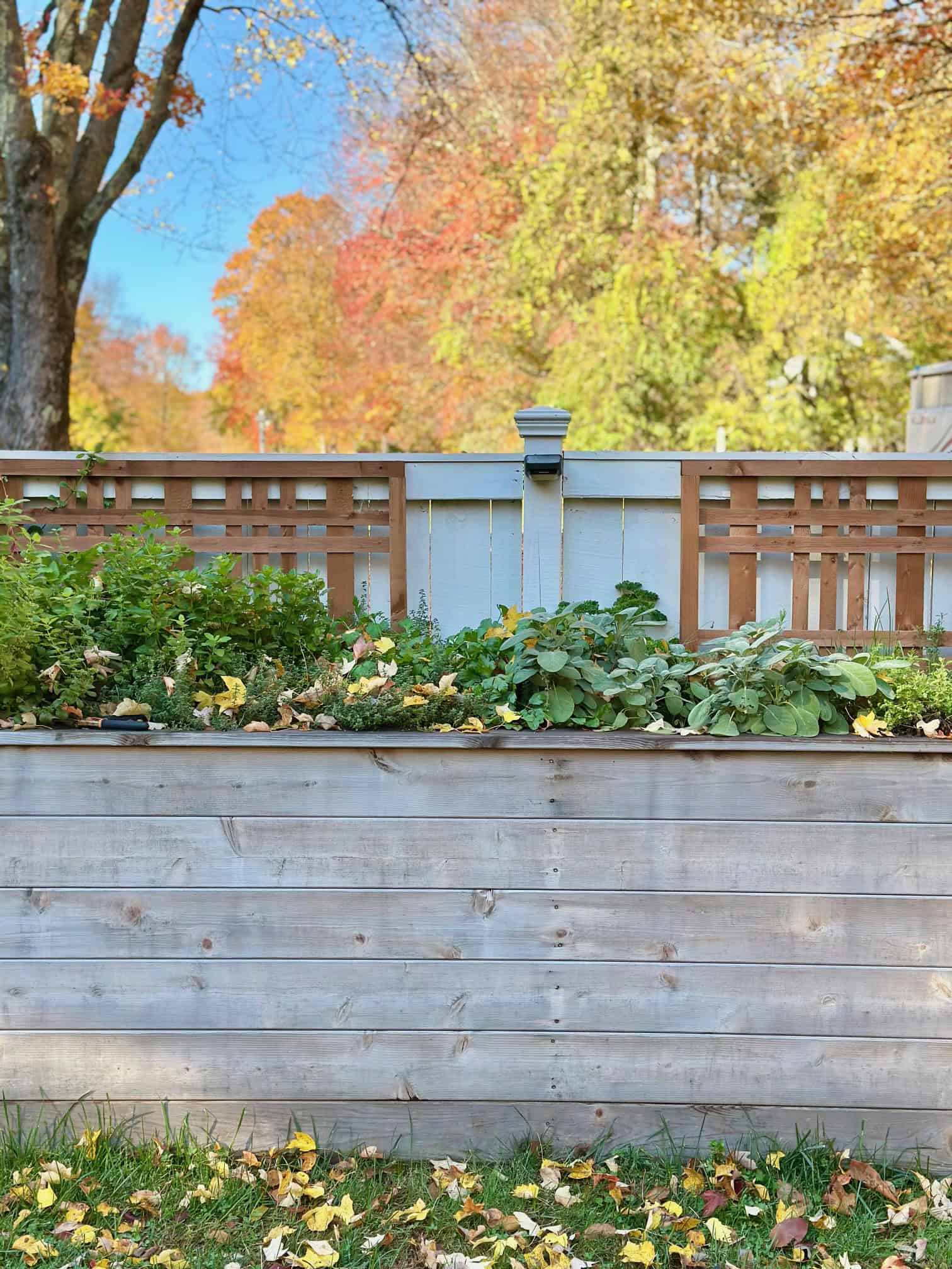 Herb bed before winterizing. It is overgrown. 