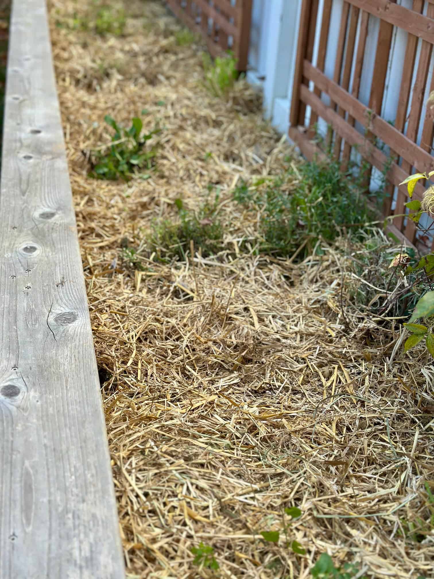 The after, my garden all cut back with a layer of straw for winter protection. 