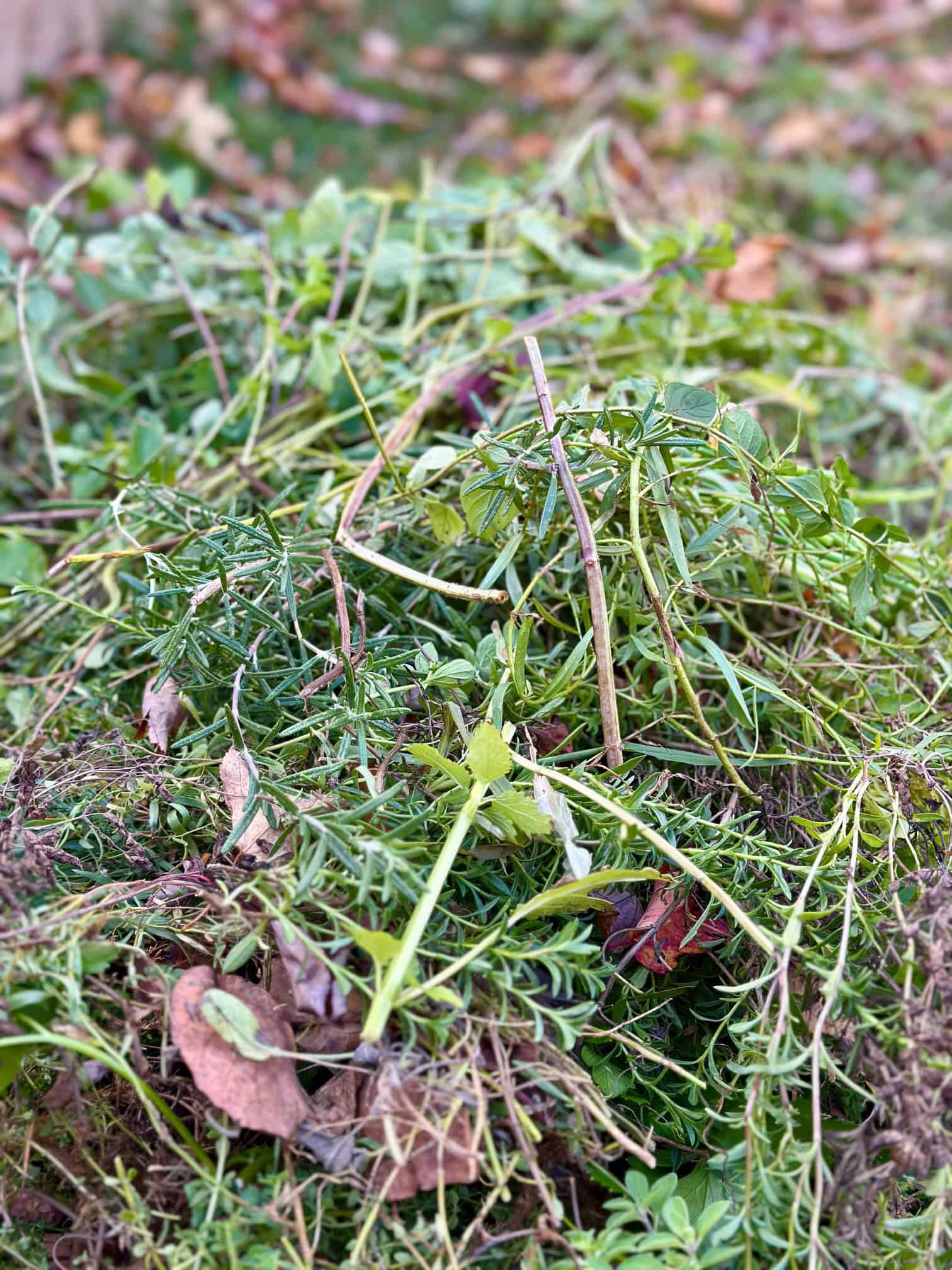 A big pile of herbs cut from the garden. 