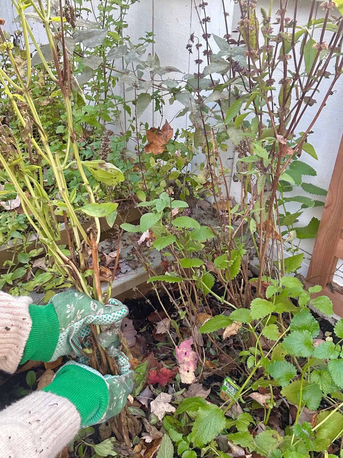 Removing Thai basil from the garden. 