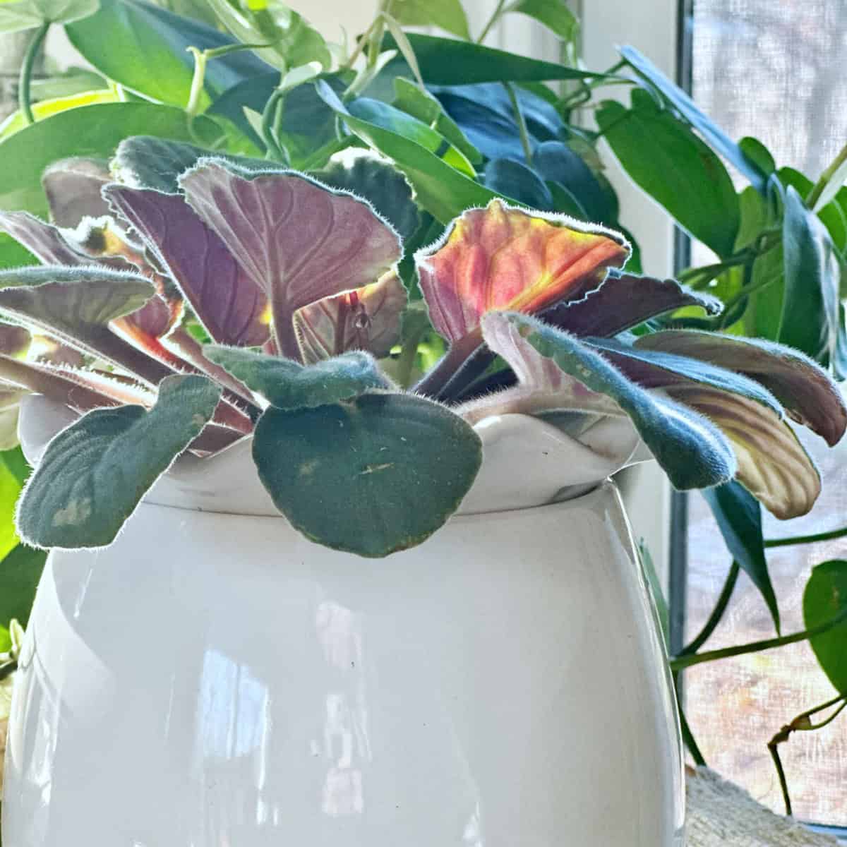 African violets with purple on the bottom of the leaves. 