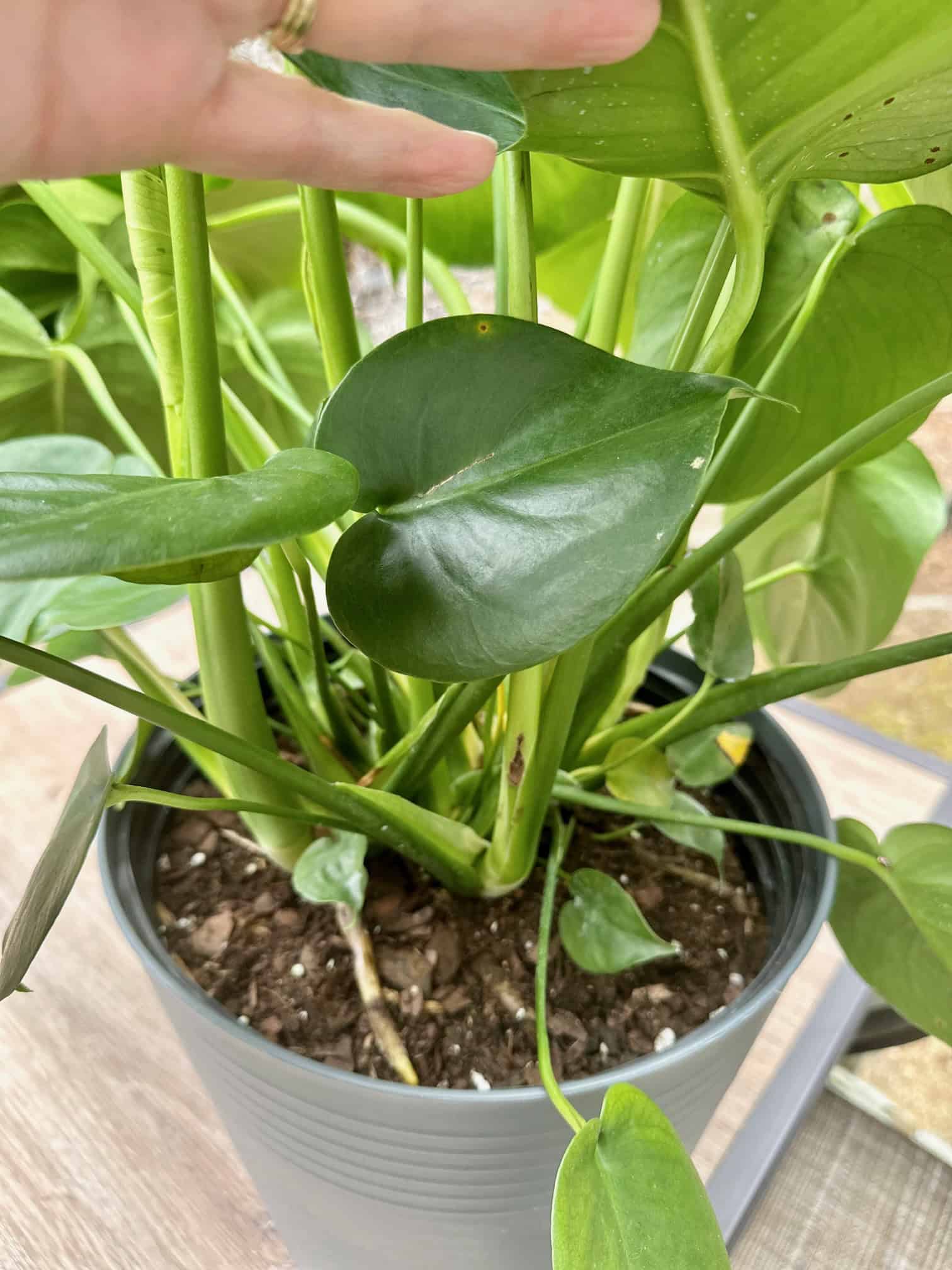 A large Monstera in the best soil mix for Monstera plants. 