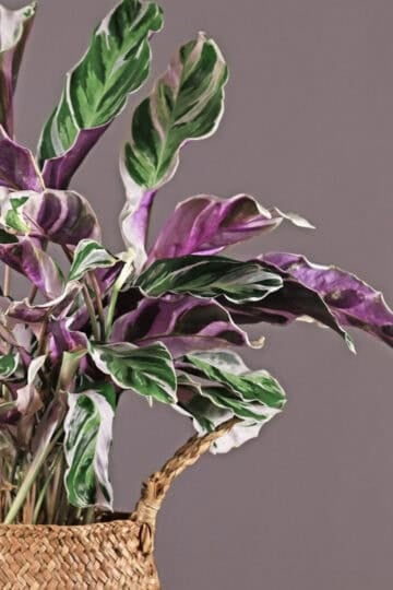 Calathea plant. A stunning indoor plant with purple and green leaves.