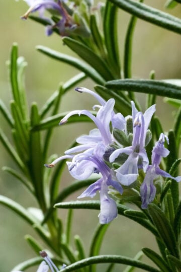 Close-up of rosemary with small blue flowers blooming on the stem outdoors.