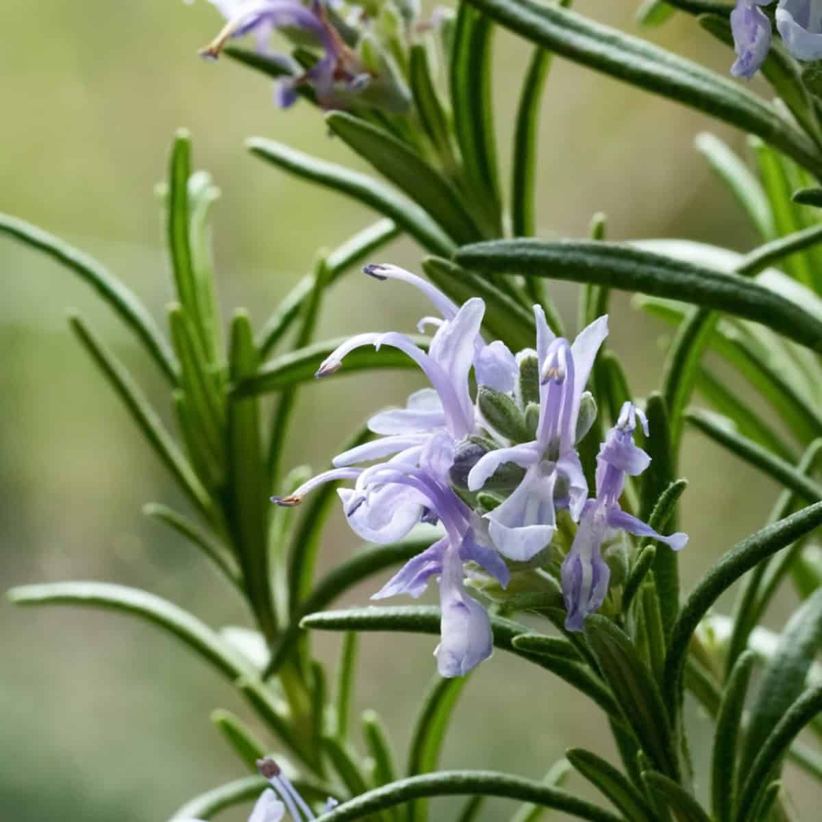 Close-up of rosemary with small blue flowers blooming on the stem outdoors.