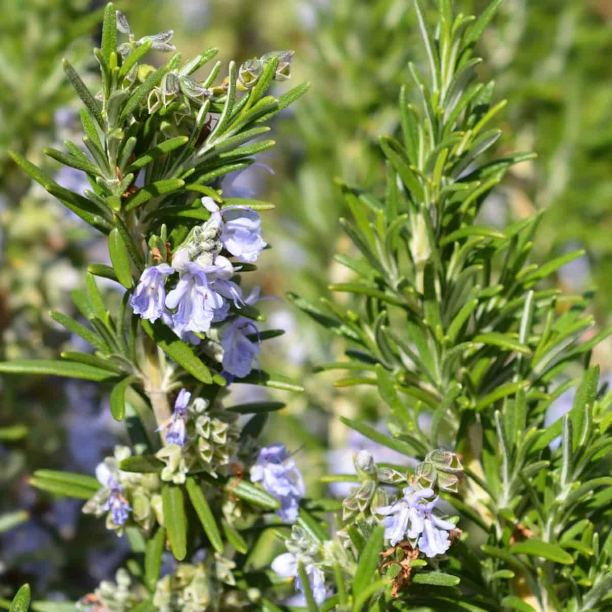 Rosemary blooms in a bright sunny spot. 
