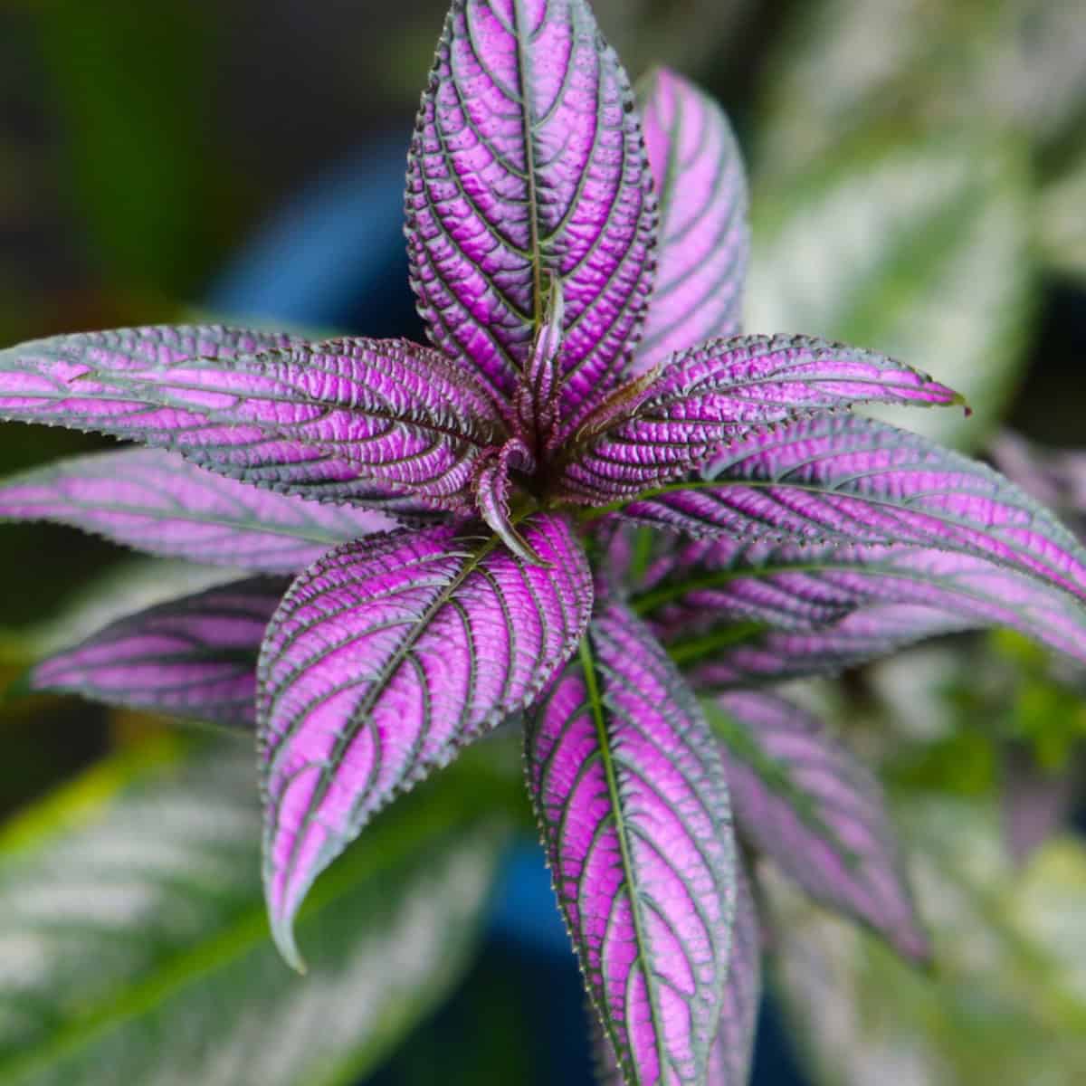 A striking purple and green plant that is a Strobilanthes dyerianus. 
