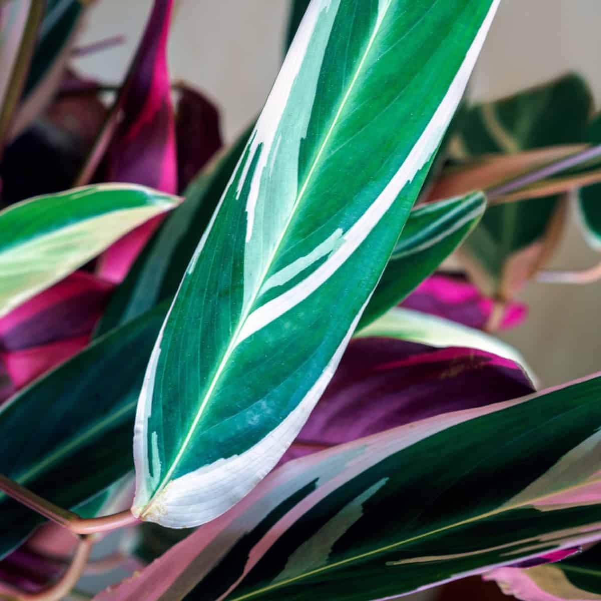 Stromanthe Triostar is a striking tropical houseplant with pink, cream, and green variegated leaves and deep burgundy undersides that add bold color and movement to bright, indirect light spaces.