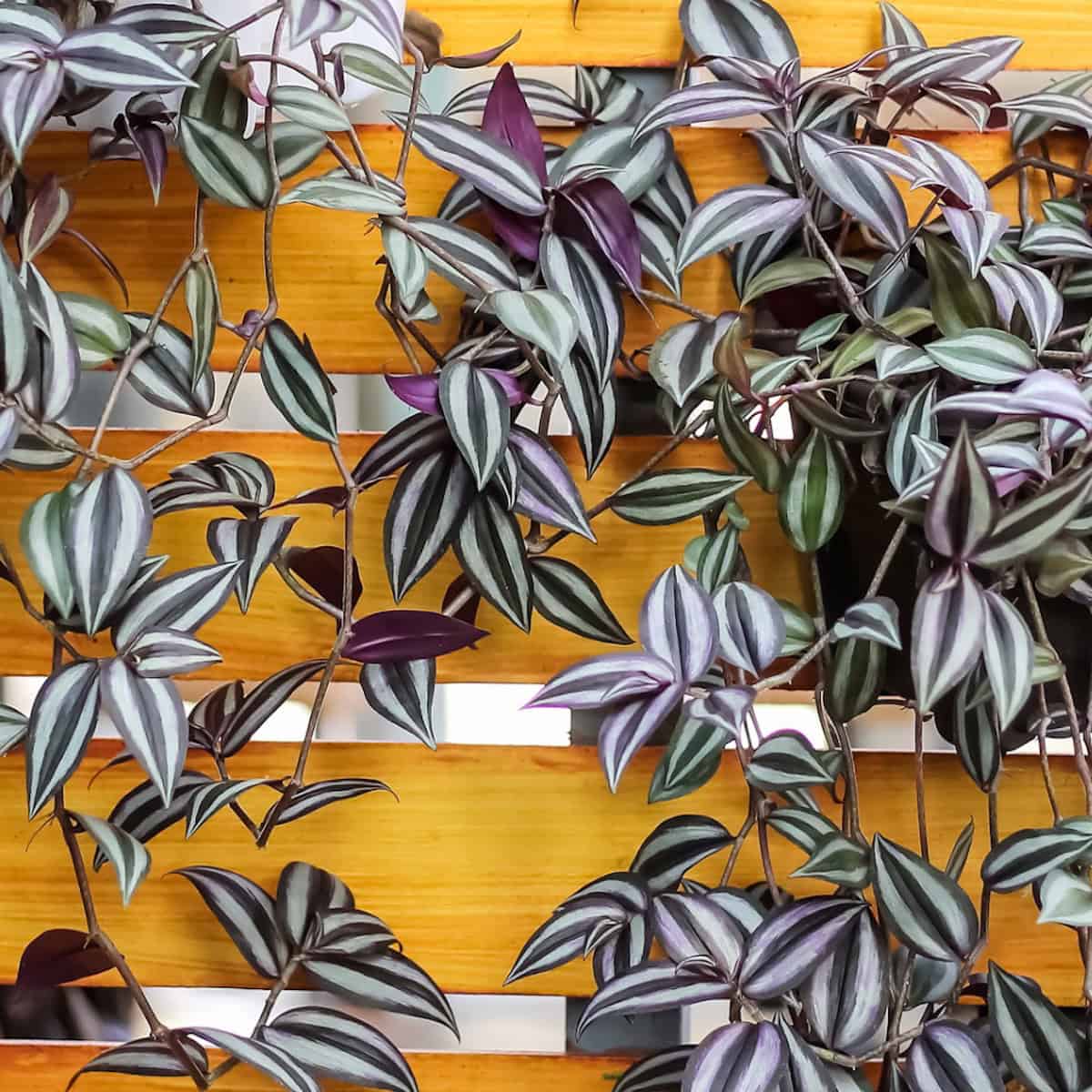 Green and silver leaves with purple underneath. Wandering jew plants. 