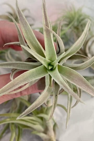 Air plants for bathroom.