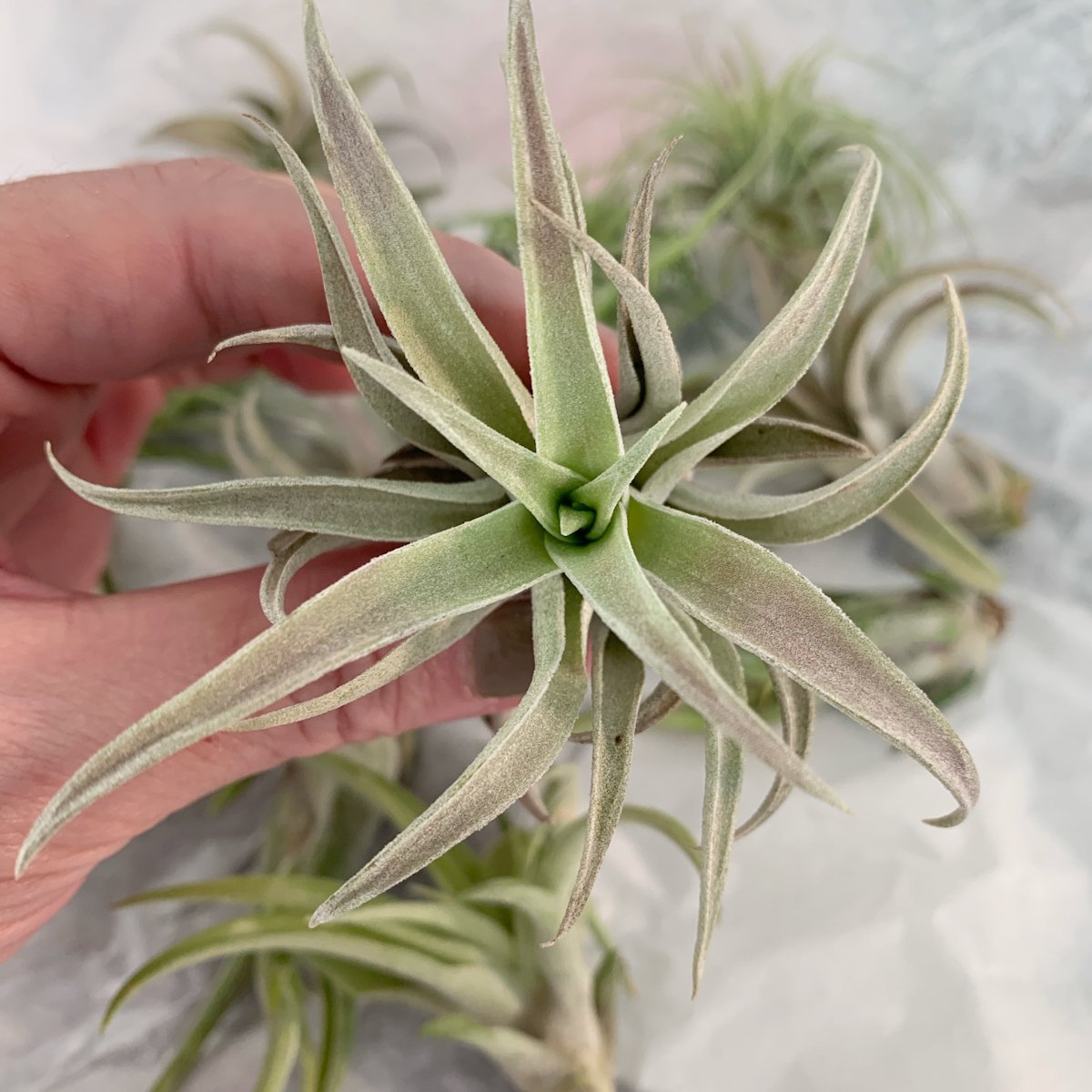 Air Plants for Bathrooms: The Best Types and Easy Ways to Display Them