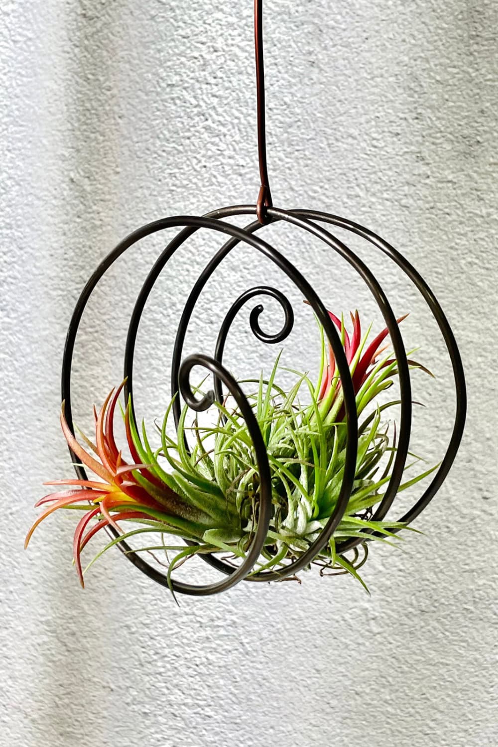 Air plant hanging in a bathroom on a metal spiral.