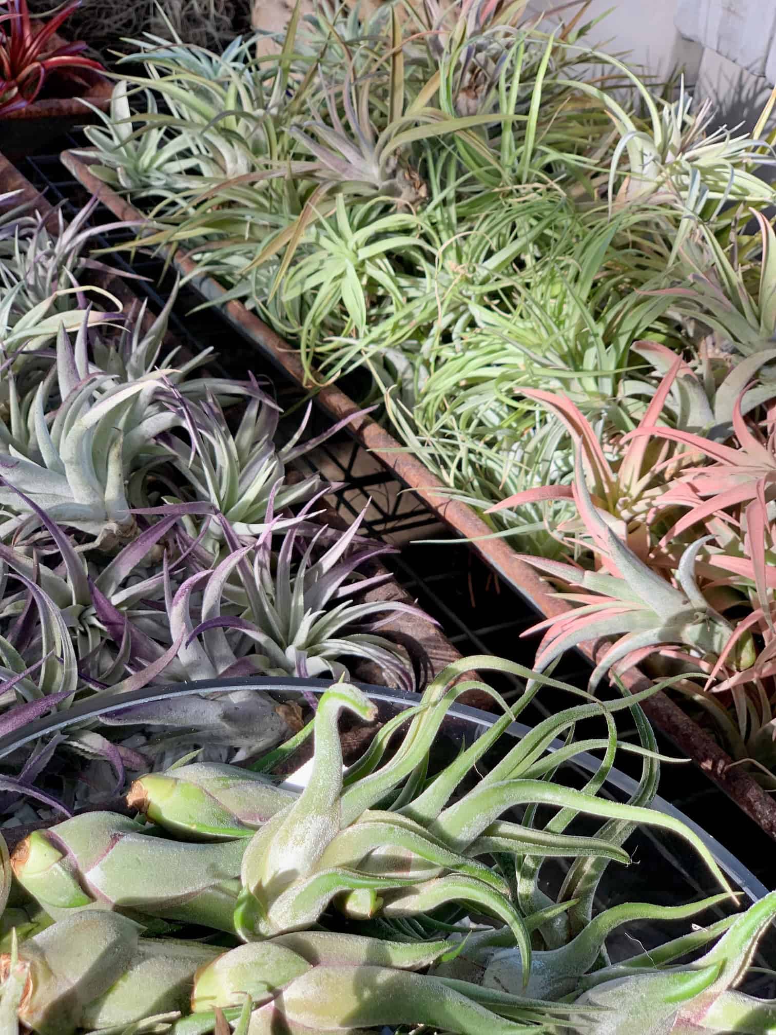 A large collection of air plants for bathrooms at a local nursery.