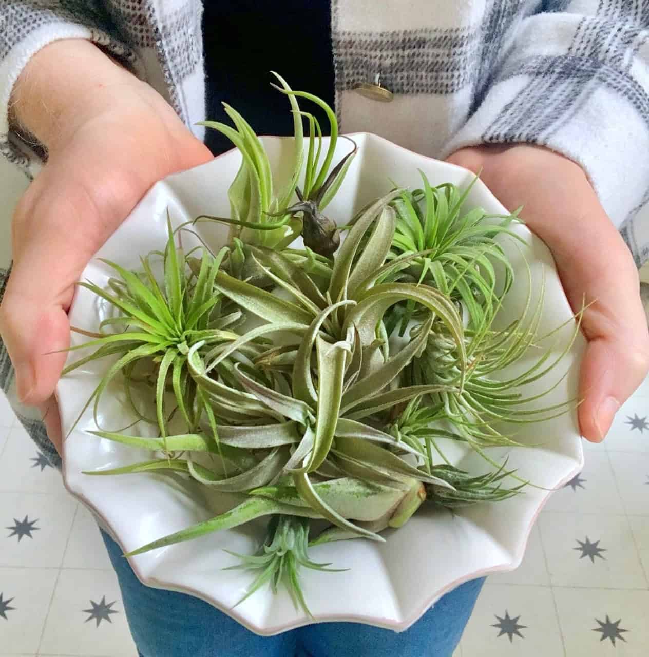 A collection of both types of air plants.
