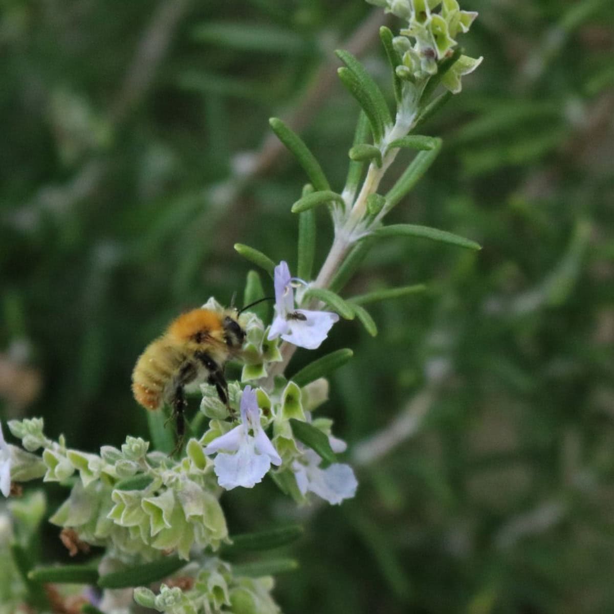 Bee collecting nectar from blooming rosemary flowers outdoors.