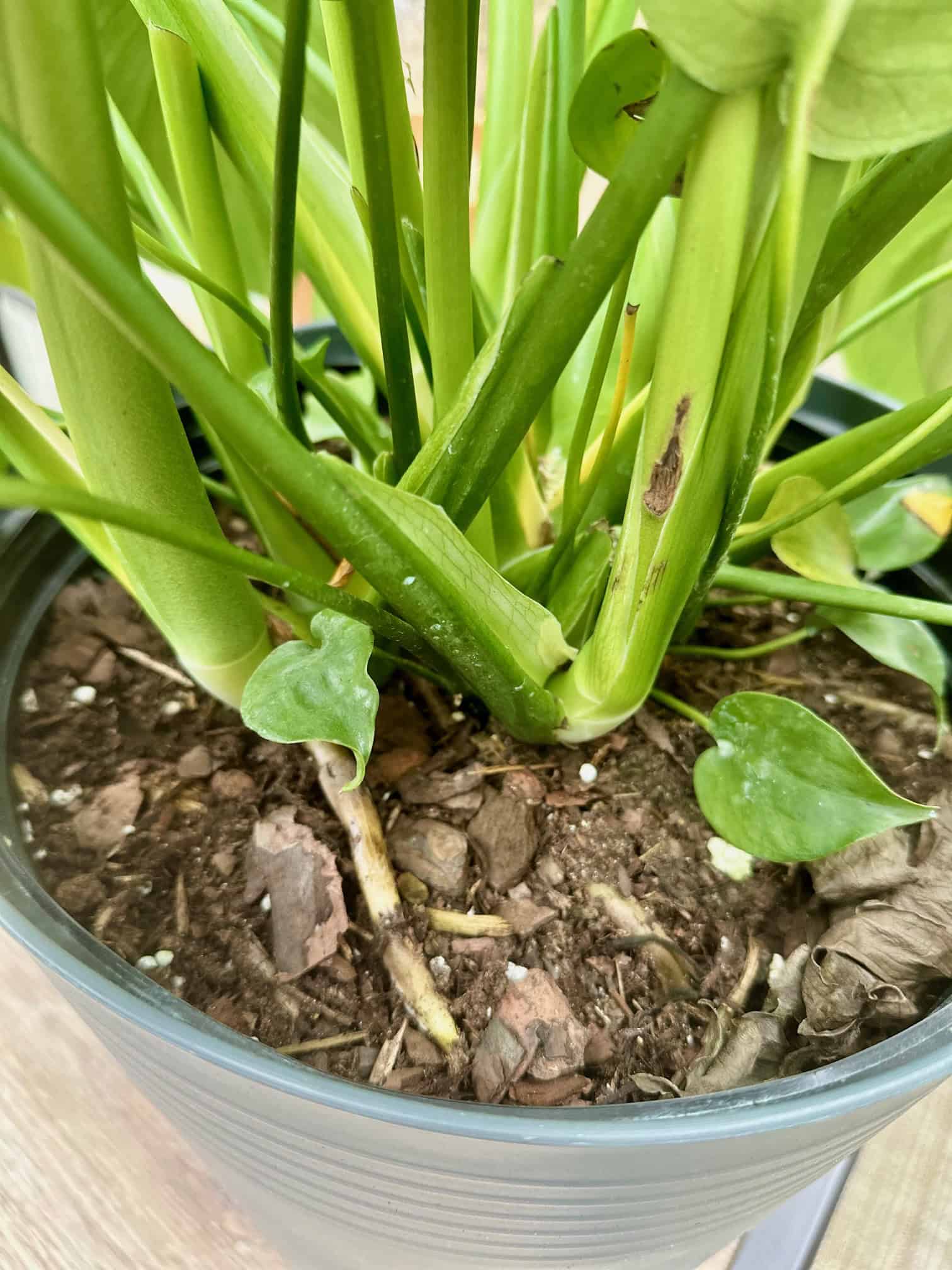 Large pot of soil for monstera. 