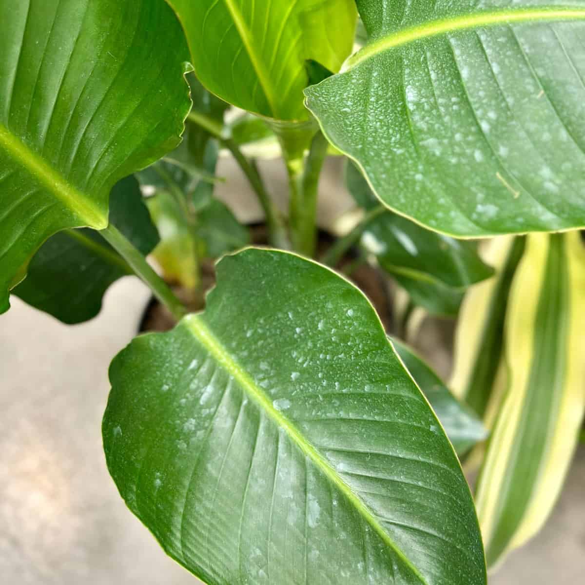 Large oval green leaves.