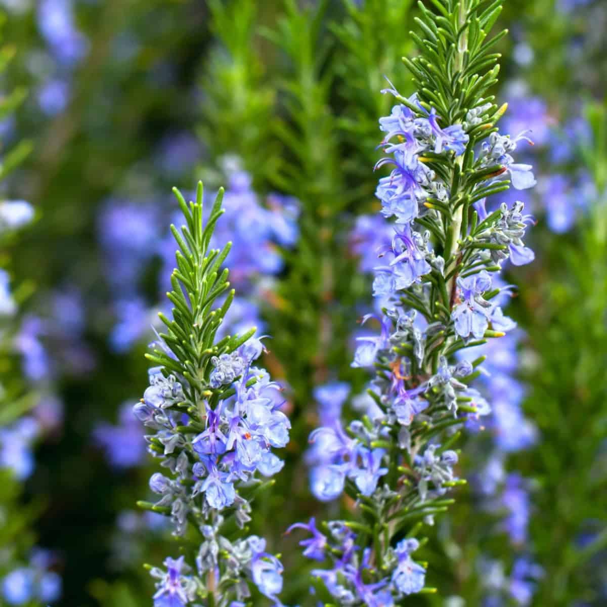 Clusters of blue rosemary flowers along green needle-like stems.