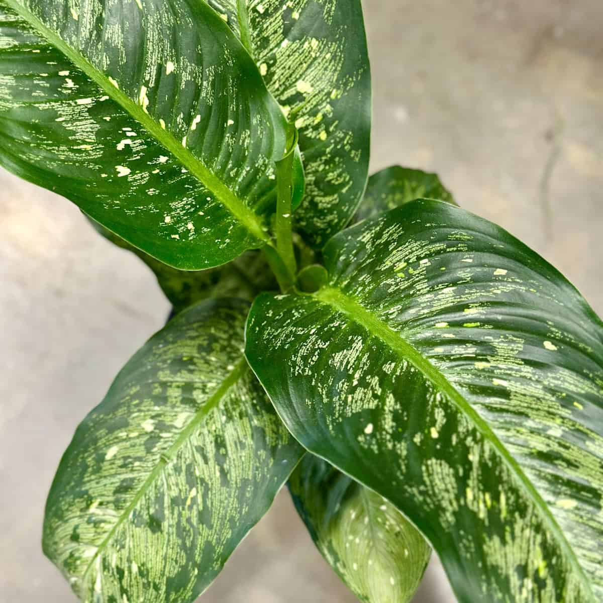 Oval dotted large leaves. Strong variegation.