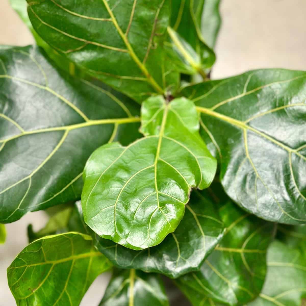 Large shiny fiddle leaf fig plant with large leaves.