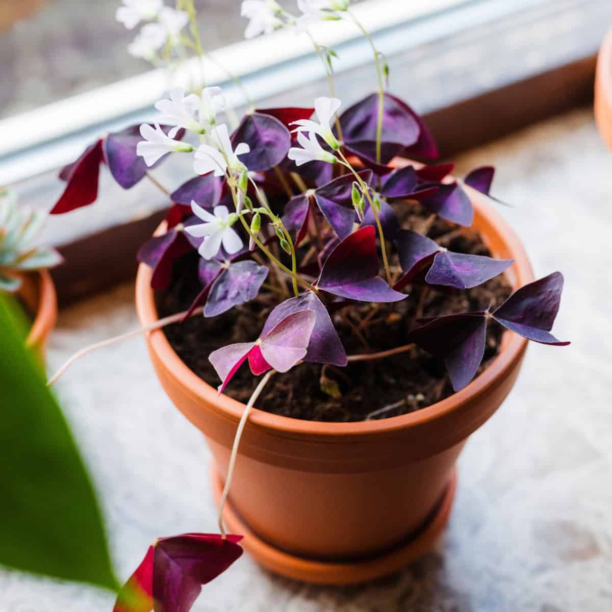 Flowering purple oxalis plant in the sun. Plants with purple and green leaves like bright indirect sun. 