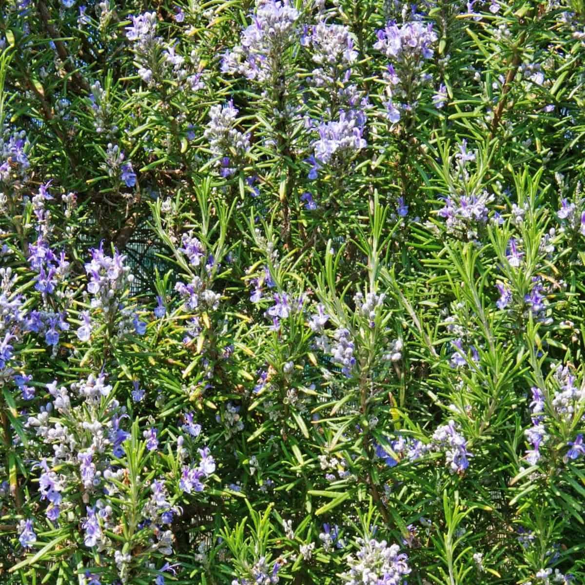Flowering rosemary plant growing in a sunny garden.