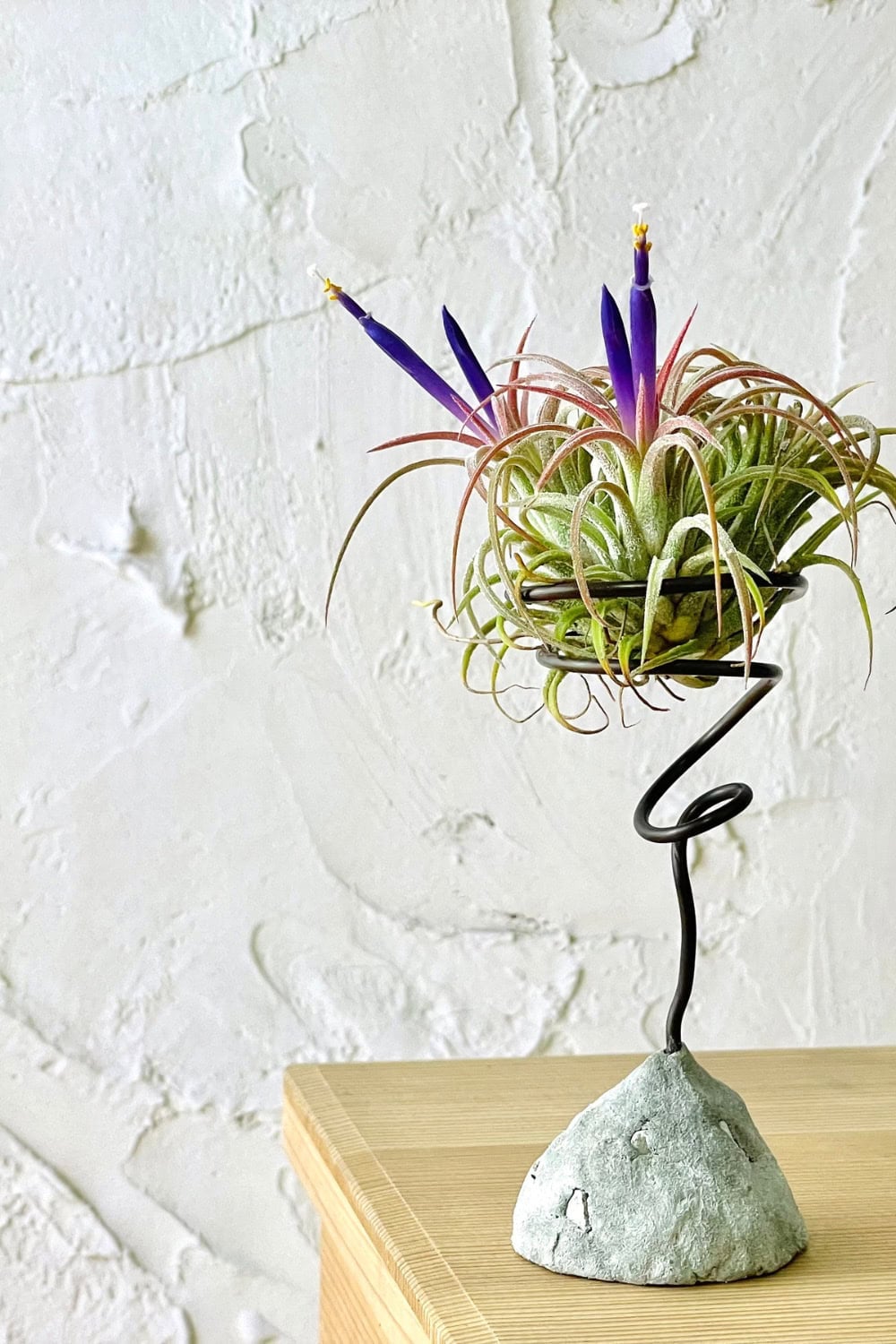 Air plant on a vanity on a decorative metal and stone stand.