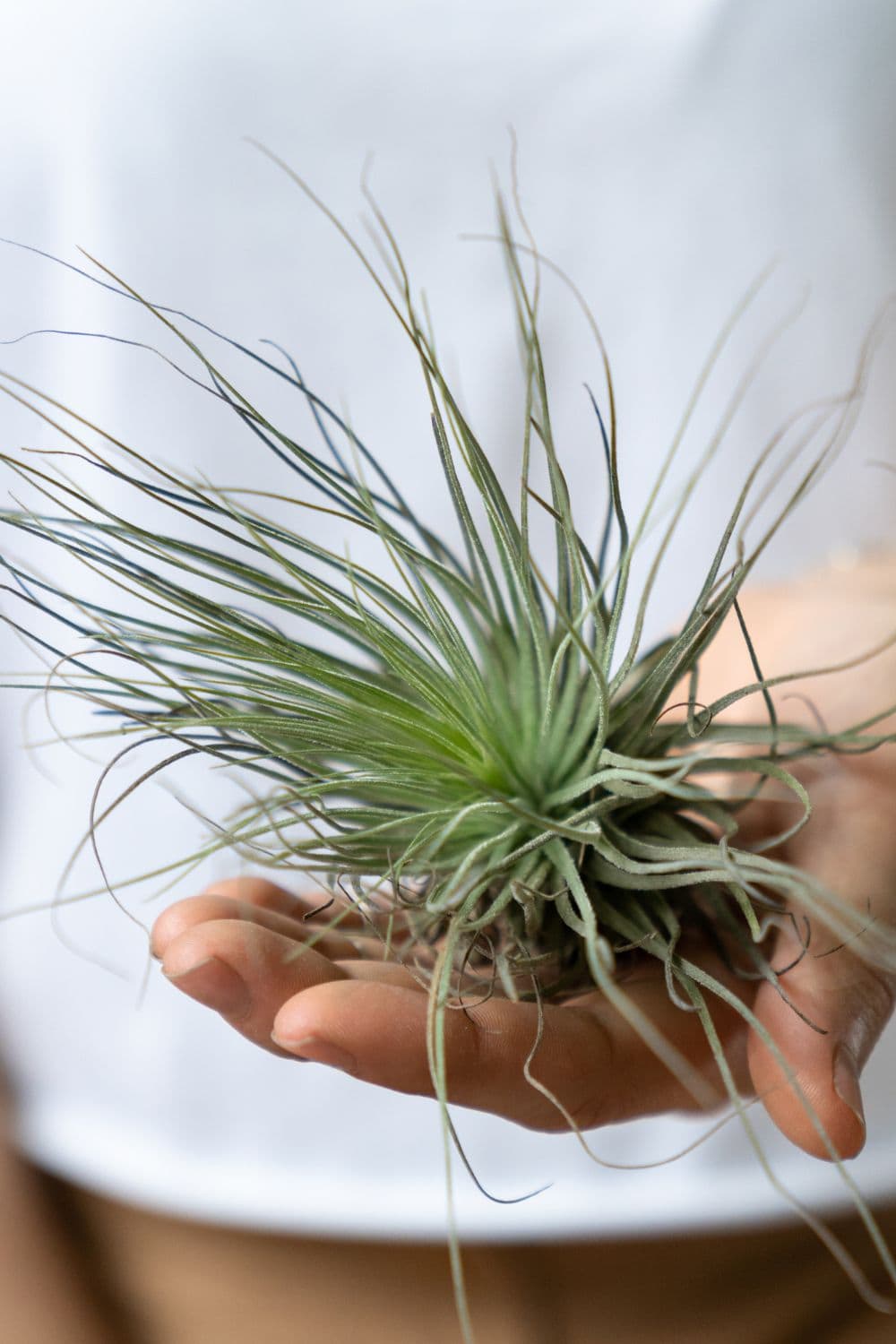 Holding an air plant in the palm of a hand.