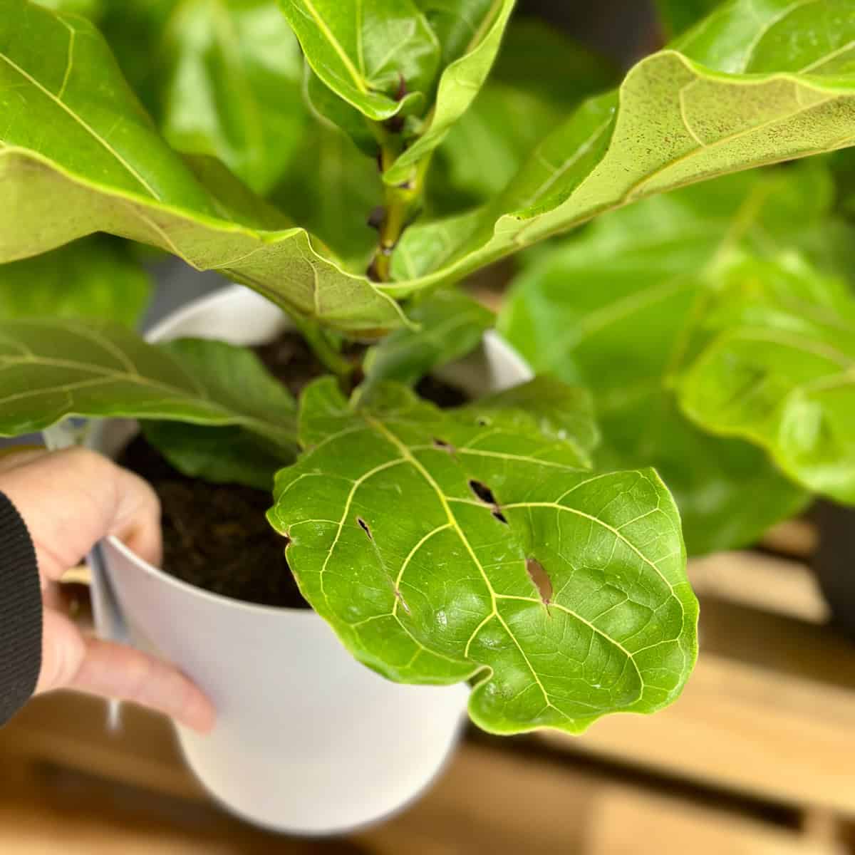 Holding a fiddle leaf fig plant. 