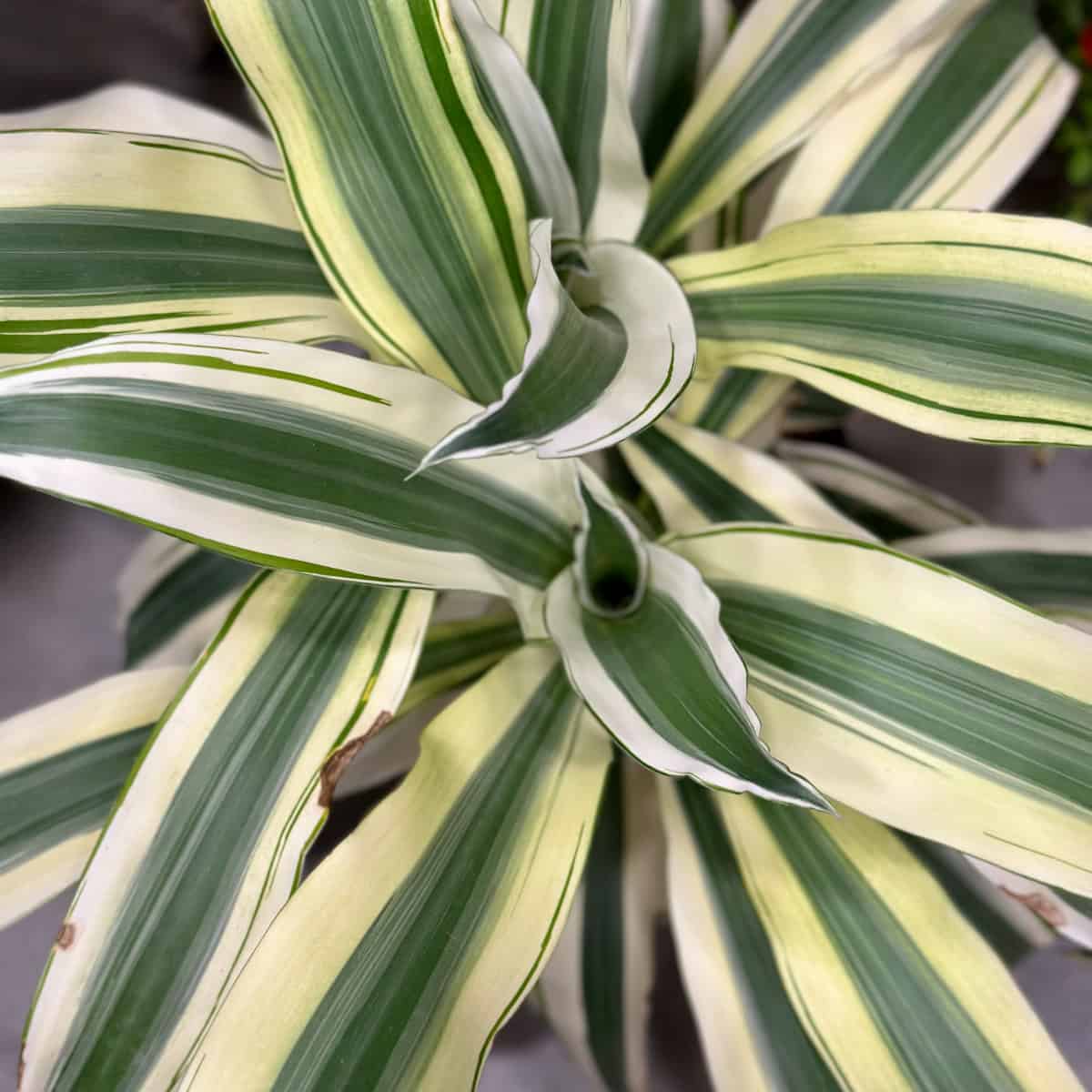 Large striking cream and green plant that has long leaves that swirl.