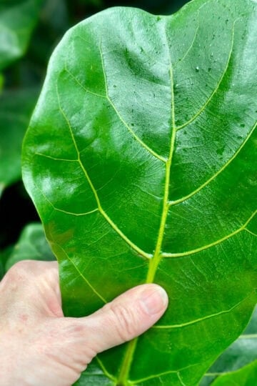 A large fiddle leaf plant. One of my favorite houseplant with big leaves.