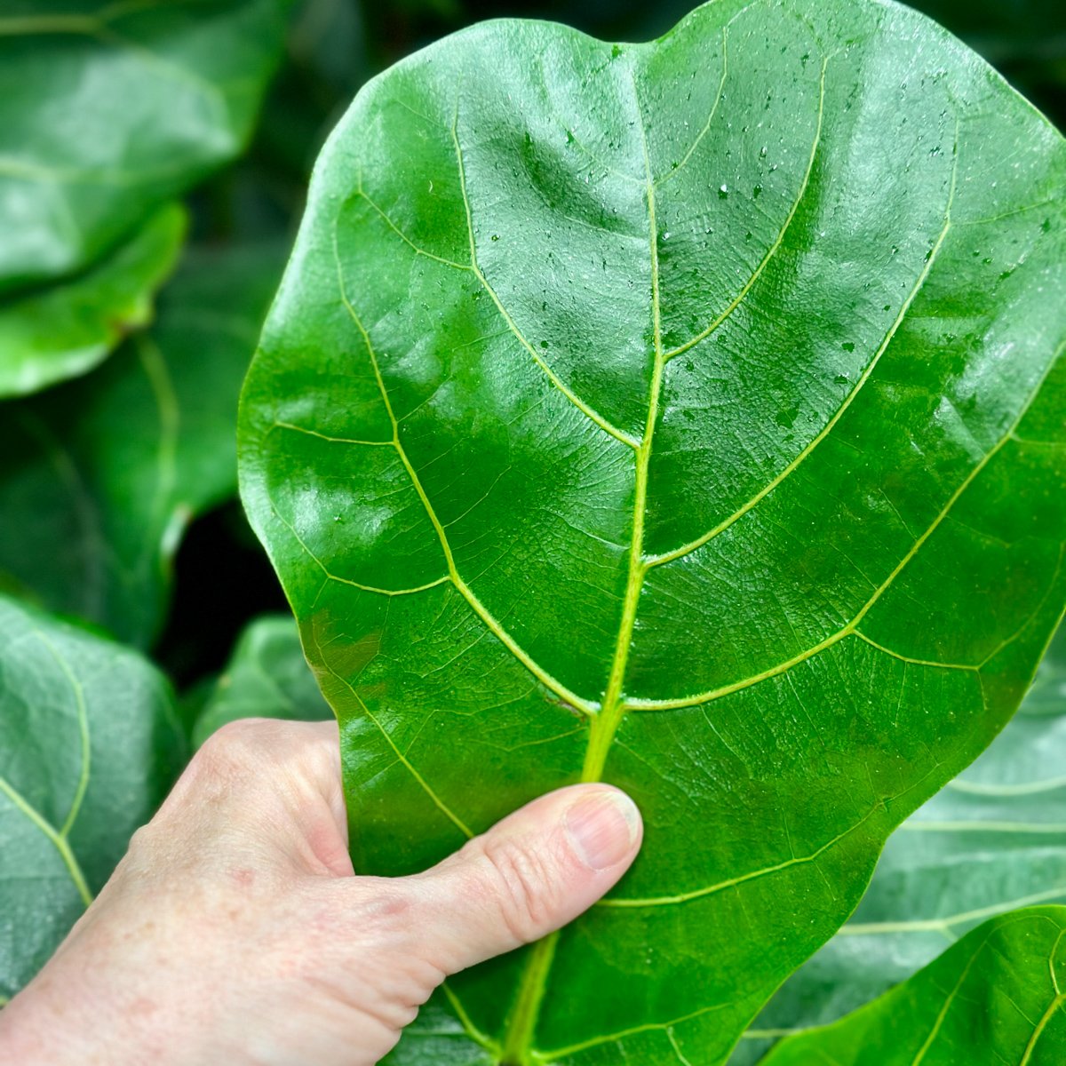 Beginner Friendly House Plants With Big Leaves That Actually Thrive