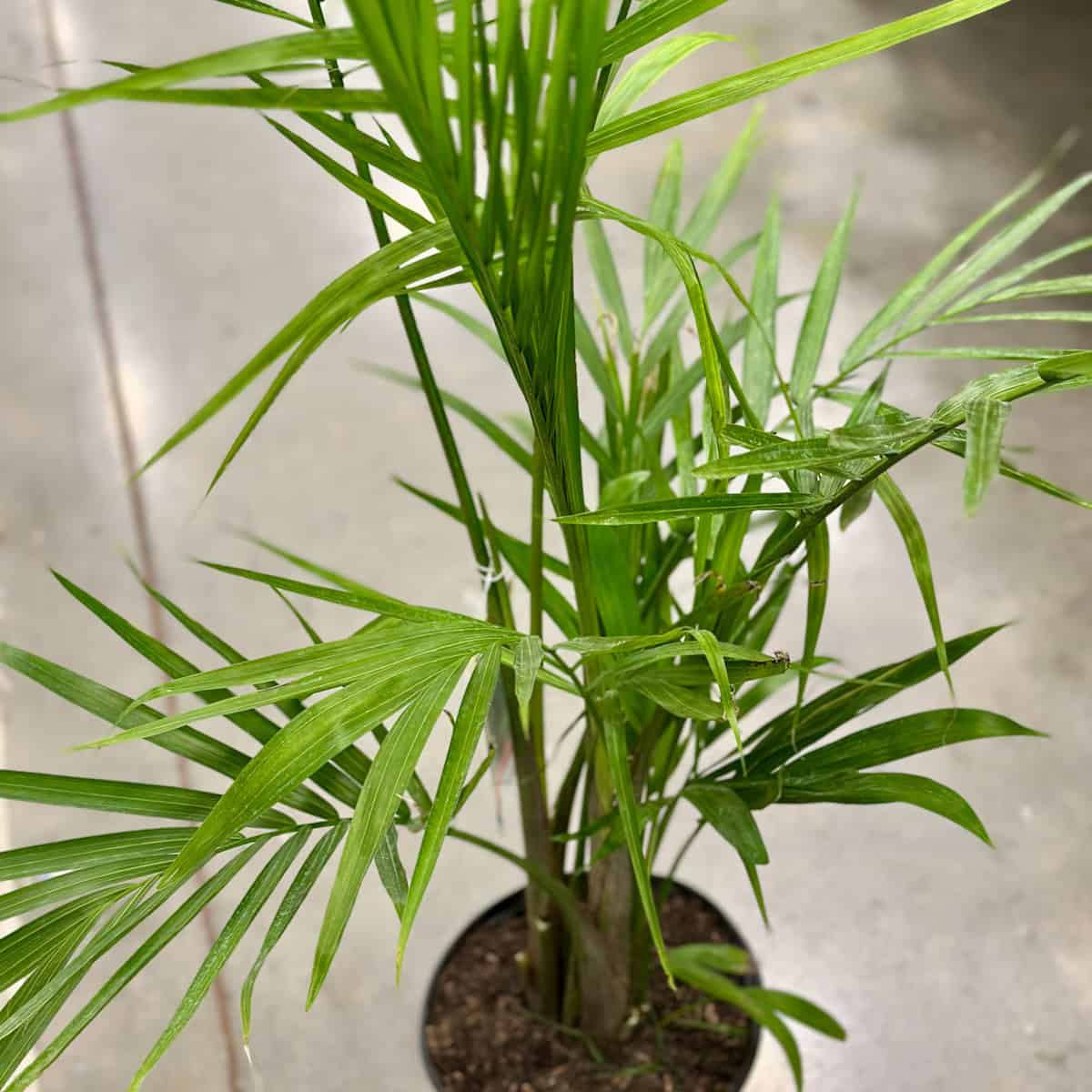 A beautiful palm plant.