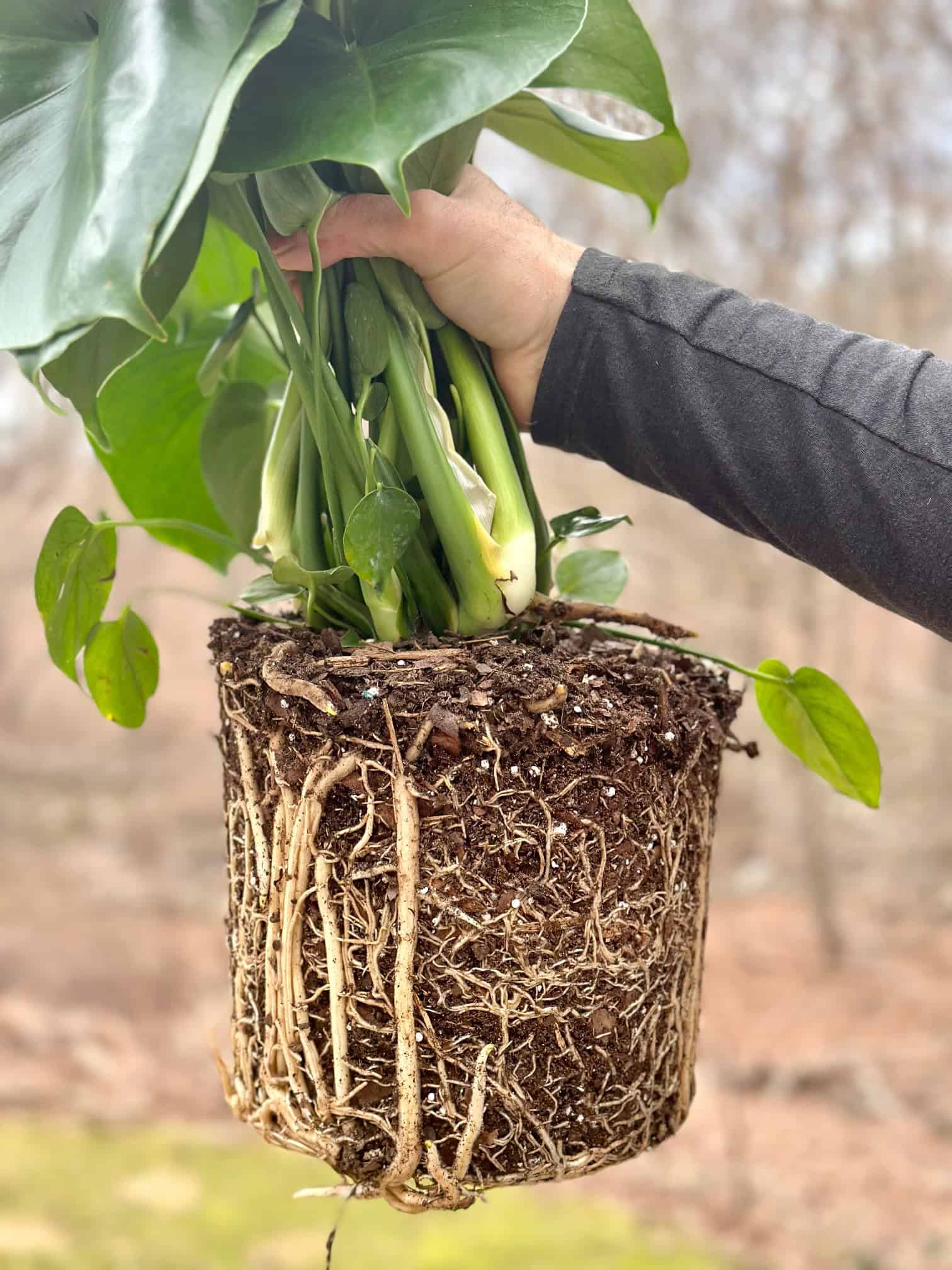 Monstera root ball. You can see the roots and the soil. 